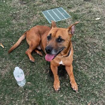 Mixed Breed Dogs Available for Adoption in Houston, Texas - Vinnie | PetCurious