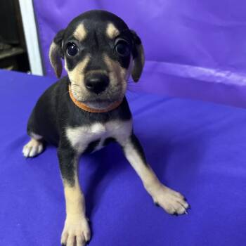 Audible -  Terrier and Mixed Breed Dog for Adoption in North Myrtle Beach, South Carolina - Audible | PetCurious
