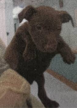 Leland -  Pointer Dog Available for Adoption in New Windsor, New York - Leland | PetCurious