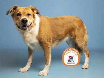 RILEY -  Labrador Retriever and Mixed Breed Dog for Adoption in Phoenix, Arizona - RILEY | PetCurious