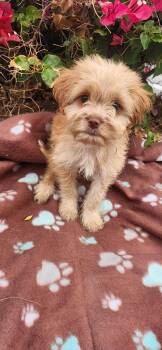 Crouton -  Goldendoodle and Shih Poo Dog for Adoption in Torrance, California - Crouton | PetCurious