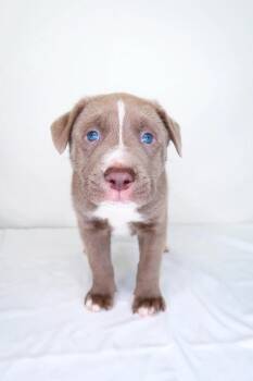 Pit Bull Terrier Dogs Available for Adoption in Bixby, Oklahoma - Mango | PetCurious