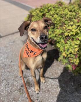 Labrador Retriever and Boxer Dogs Available for Adoption in Stillwater, Oklahoma - Pluto | PetCurious