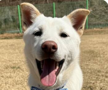 Jindo Dogs Available for Adoption in San Ramon, California - Buddy | PetCurious