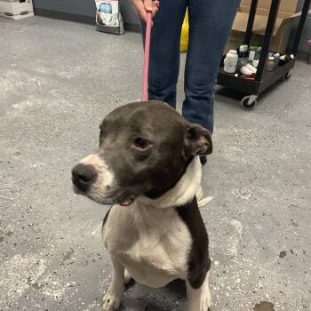 TJ -  Pit Bull Terrier and Mixed Breed Dog for Adoption in Saint Joseph, Missouri - TJ | PetCurious
