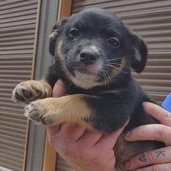 Cairn Terrier and Australian Cattle Dog Blue Heeler Dogs Available for Adoption in Seguin, Texas - Tonka | PetCurious