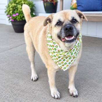 Sir Barklee -  Labrador Retriever and Pug Dog for Adoption in Effingham, Illinois - Sir Barklee | PetCurious