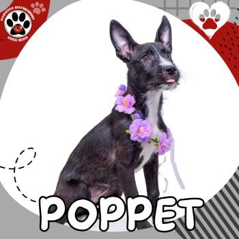 Standard Schnauzer and Border Collie Dogs Available for Adoption in Foxfield, Colorado - POPPET | PetCurious