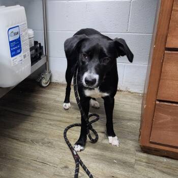 Mixed Breed Dogs Available for Adoption in Summerville, South Carolina - Wicka | PetCurious