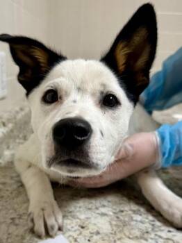 Shepherd and Mixed Breed Dogs Available for Adoption in San Antonio, Texas - Dodge | PetCurious