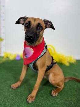Belgian Shepherd Malinois and Mixed Breed Dogs Available for Adoption - Ham | PetCurious