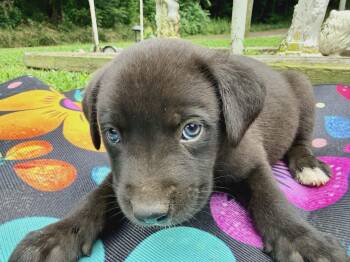 Black Labrador Retriever and Flat Coated Retriever Dogs Available for Adoption in Andover, Massachusetts - Topaz Sparkly | PetCurious