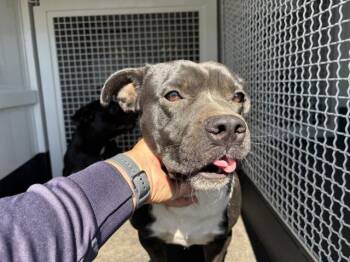A1930498 -  Pug and Pit Bull Terrier Dog for Adoption in Riverside, California - A1930498 | PetCurious
