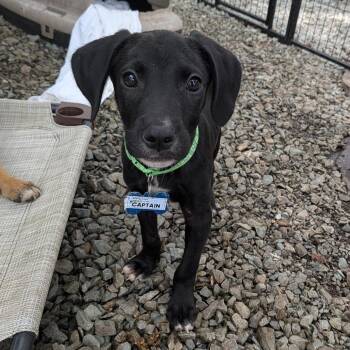 Captain -  Retriever Dog for Adoption in Wake Forest, North Carolina - Captain | PetCurious