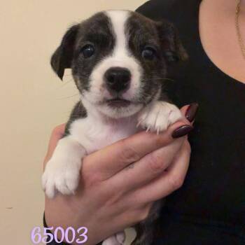 Sadie -  Boston Terrier Dog for Adoption in Chico, California - Sadie | PetCurious