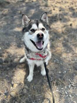 Mixed Breed Dogs Available for Adoption in Truckee, California - Floki | PetCurious