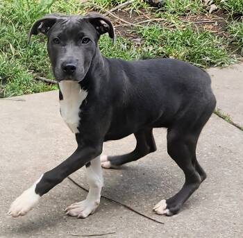 Rescue Mixed Breed Dogs for Adoption in Momence, Illinois - White Sox | PetCurious