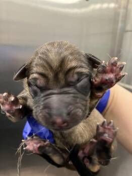 Rescue Mixed Breed Dogs for Adoption in Dallas, Texas - 9 | PetCurious