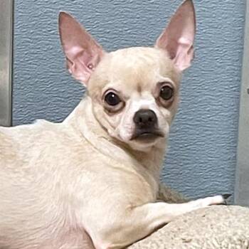 Buffalo -  Chihuahua Dog for Adoption in Des Moines, Iowa - Buffalo | PetCurious