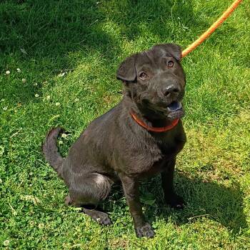 Shar Pei and Labrador Retriever Dogs Available for Adoption in Maynardville, Tennessee - Allie | PetCurious