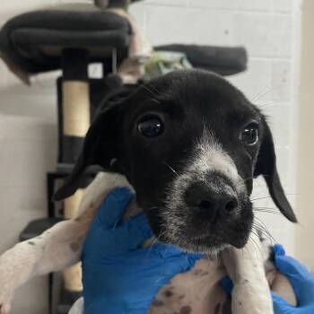 Mixed Breed Dogs Available for Adoption in Edinburg, Texas - Zayn | PetCurious