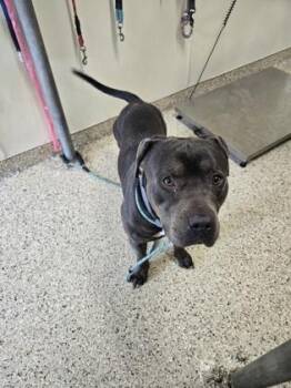 Mixed Breed Dogs Available for Adoption - LEMMY | PetCurious