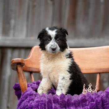 Rough Collie and Border Collie Dogs Available for Adoption - Daphne | PetCurious