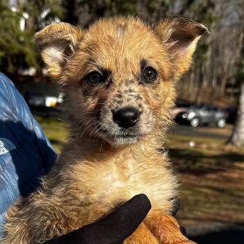 Shepherd and Mixed Breed Dogs Available for Adoption - NY Panda Avail Mar 21 (Tractor Supply Patterson NY) | PetCurious