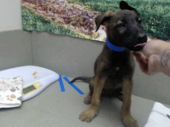 A552232 -  Belgian Shepherd Malinois and Mixed Breed Dog for Adoption in Moreno Valley, California - A552232 | PetCurious
