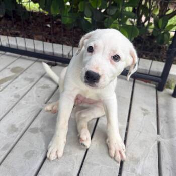 Paris -  Mixed Breed Dog for Adoption in Bradenton, Florida - Paris | PetCurious