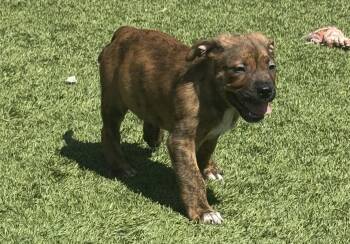 Labrador Retriever Dogs Available for Adoption in San Antonio, Texas - Bubba | PetCurious
