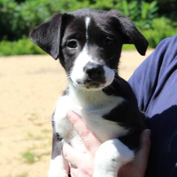 CT Boop -  Border Collie and Mixed Breed Dog for Adoption in Eastford, Connecticut - CT Boop | PetCurious