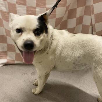 GIA VANG -  Australian Cattle Dog Blue Heeler Dog for Adoption in Modesto, California - GIA VANG | PetCurious