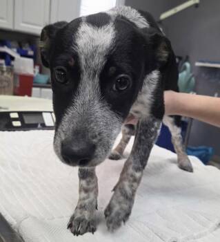Rescue Australian Cattle Dog Blue Heeler Dogs for Adoption in Parma, Ohio - Stellaluna | PetCurious