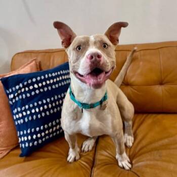 American Staffordshire Terrier and American Bully Dogs Available for Adoption - Rocco Bullwinkle The Sweet Goober Everyone Loves | PetCurious