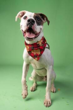 Crew -  Boxer and Mixed Breed Dog for Adoption in Atlanta, Georgia - Crew | PetCurious
