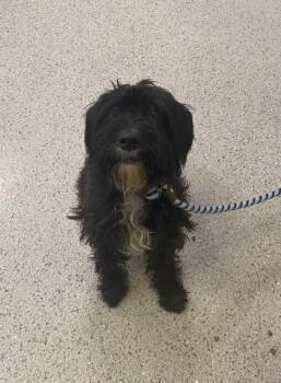 Stanley -  Scottish Terrier and Mixed Breed Dog for Adoption in Fishers, Indiana - Stanley | PetCurious