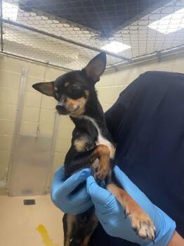 Willy -  Chihuahua Dog for Adoption in Winder, Georgia - Willy | PetCurious