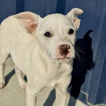 Fang -  Chihuahua and Mixed Breed Dog for Adoption in Matteson, Illinois - Fang | PetCurious