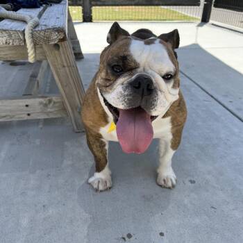 English Bulldog Dogs Available for Adoption in Long Beach, California - Hilda | PetCurious