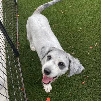 Frankie 7587 -  Mixed Breed Dog Available for Adoption in Loxahatchee Groves, Florida - Frankie 7587 | PetCurious