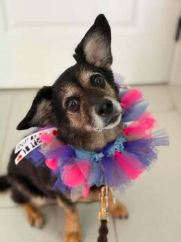 Cantaloupe -  Mixed Breed Dog for Adoption in Wayne, New Jersey - Cantaloupe | PetCurious