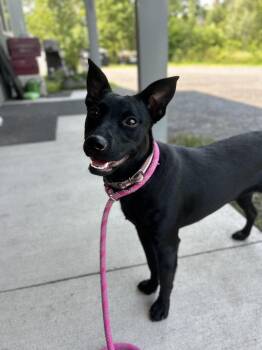 Poppy -  Labrador Retriever Dog for Adoption in Howes Cave, New York - Poppy | PetCurious
