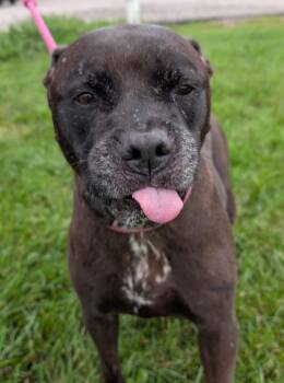 Hershey -  Pit Bull Terrier and Labrador Retriever Dog for Adoption in Defiance, Ohio - Hershey | PetCurious