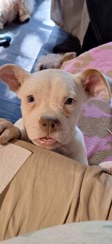 Powder -  Bulldog Dog for Adoption in Theodore, Alabama - Powder | PetCurious