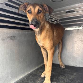 Shepherd Dogs Available for Adoption in Edinburg, Texas - Macho Nacho | PetCurious