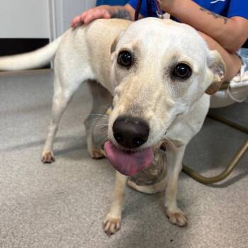 Mixed Breed Dogs Available for Adoption in Englewood, Florida - Verona | PetCurious