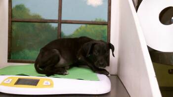 A2098367 -  Staffordshire Bull Terrier and Mixed Breed Dog for Adoption in Houston, Texas - A2098367 | PetCurious