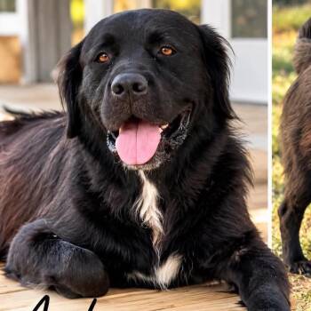 Anderson -  Retriever and Mixed Breed Dog for Adoption in Hackett, Arkansas - Anderson | PetCurious