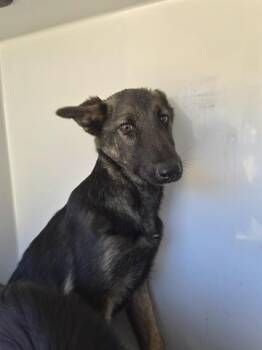German Shepherd Dog Dogs Available for Adoption - A650867 | PetCurious